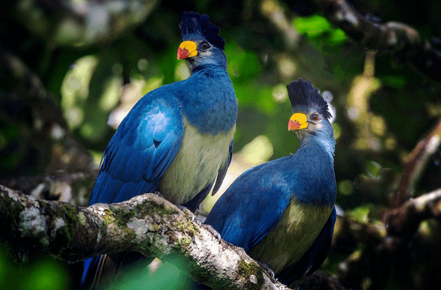 大自然中10种漂亮的蓝色鸟类，你喜欢哪种鸟？