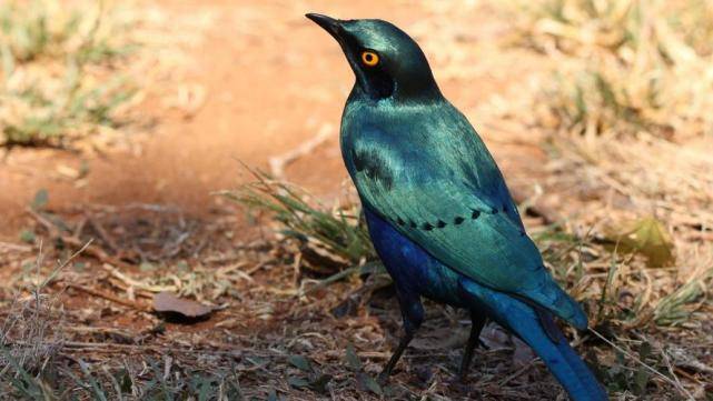 大自然中10种漂亮的蓝色鸟类，你喜欢哪种鸟？