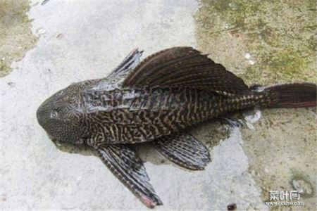 中国十大最脏的鱼，清道夫以垃圾为食研究发现
