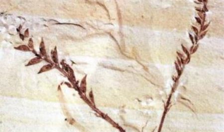 世界最早的花 距今1亿4500万年的辽宁古果