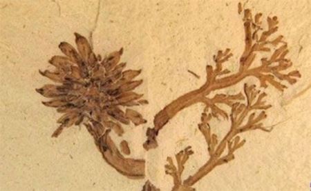 世界最早的花 距今1亿4500万年的辽宁古果