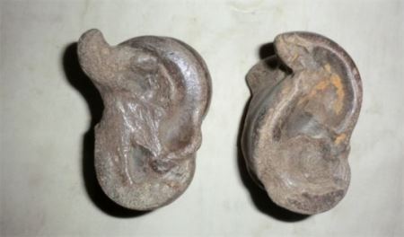 最古老的毛颚动物化石 中科院教授发现了寒武纪时期的毛颚动物化石