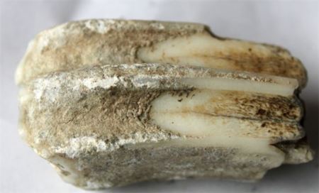 最古老的毛颚动物化石 中科院教授发现了寒武纪时期的毛颚动物化石