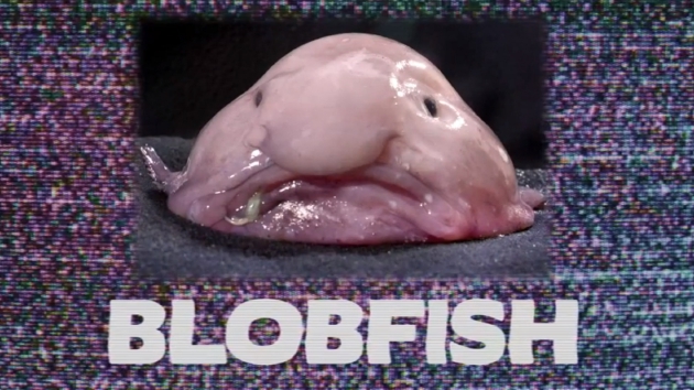 水滴鱼曾被称为世界上最丑陋的动物之一。</p><p>