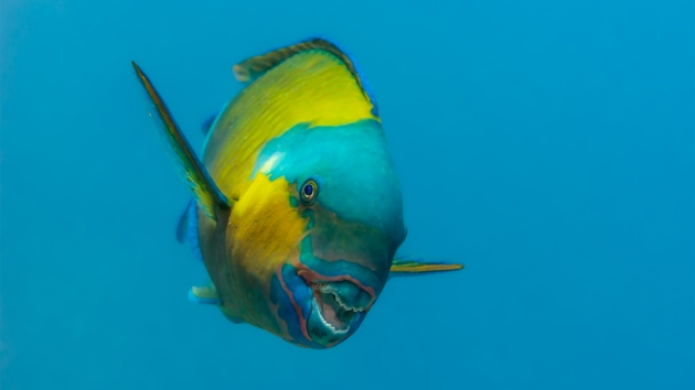 一条蓝头绿鹦嘴鱼，看起来似乎在露齿微笑。</p><p>