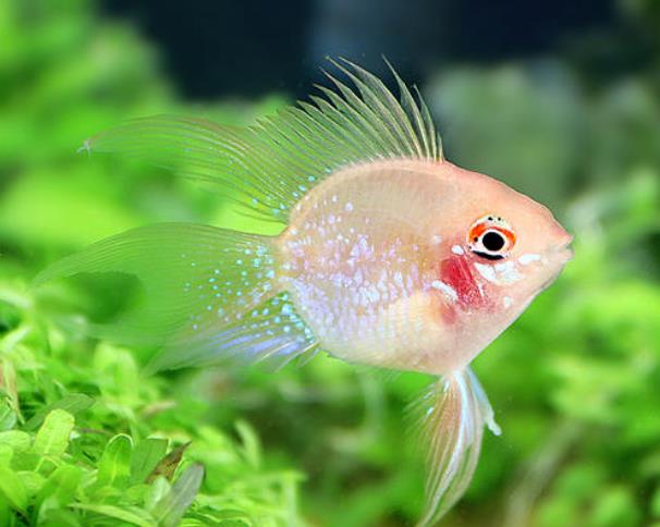 ​世界上最可爱的鱼：金波子体长可达9厘米