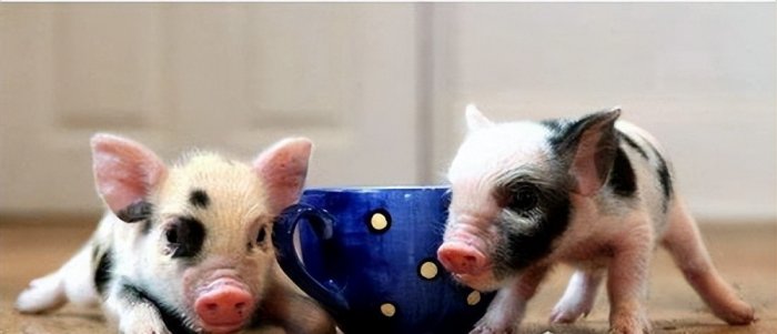 世界上最小的猪品种：微型猪体重不超十斤，成为宠物猪！