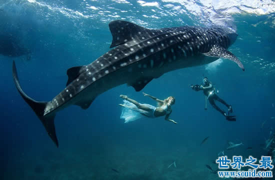 世界上最大的鱼是什么鱼，鲸鲨(长20米/重55吨)