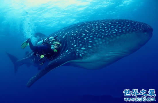 世界上最大的鱼是什么鱼，鲸鲨(长20米/重55吨)