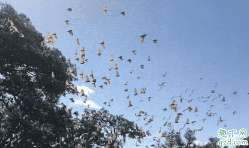 澳大利亚蝙蝠事件是真的吗 蝙蝠为什么袭击澳大利亚3