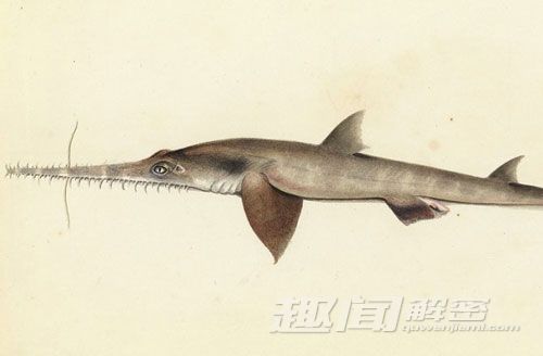 探寻鲨鱼和恐龙大战:角鳞鲨和鸭嘴龙
