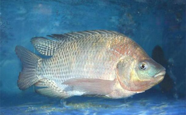 罗非鱼：世界性主要养殖鱼类，不耐高温(28