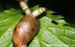 僵尸蜗牛能养吗？僵尸蜗牛怎么养？