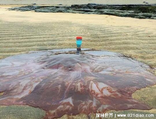 世界上最大的水母叫什么名字，北极霞水母(触手最多将近上千条)