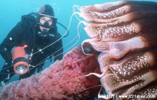 世界上最大的水母，北极霞水母(触手长达36.5米带有剧毒)