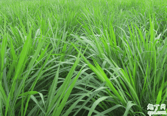 黑麦草几月播种 黑麦草怎么种植成活率高1