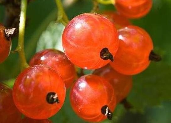 十大形状最奇葩的水果，莲雾被誉为“水果皇帝”、荔枝果又称为阿基果