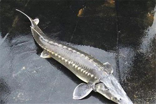 中华鲟：长江流域内最大的鱼（是历史的活化石）