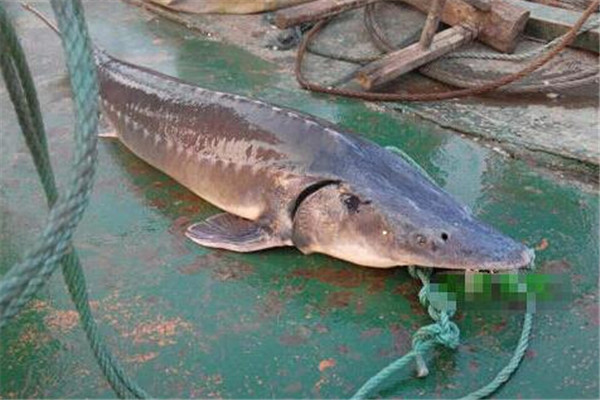 中华鲟：长江流域内最大的鱼（是历史的活化石）