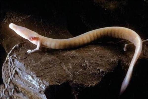 十大无眼动物 洞螈上榜第二主要在黑暗环境当中生存