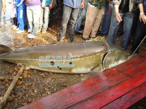 鳇鱼:巨型食肉鱼类可长大1000公斤 鳇鱼多少钱一斤?