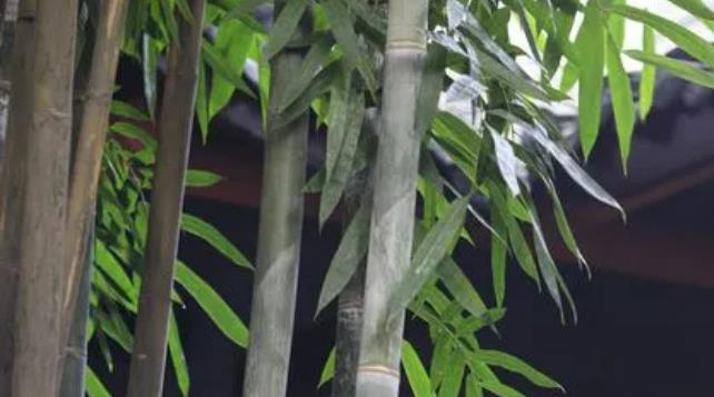 大熊猫吃哪几种竹子？竹子根如何清除？