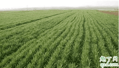 小麦喷施尿素一亩用多少合适 小麦什么时候可以喷施尿素 2