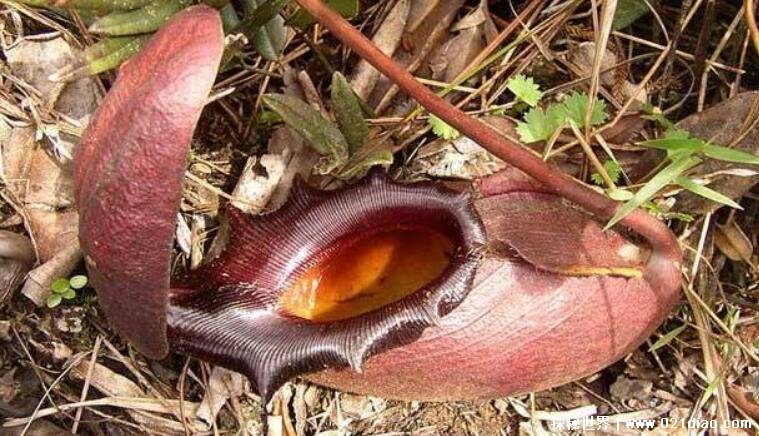 世界濒临灭绝的植物有哪些，鬼吹灯中的尸香魔芋上榜(附图片)