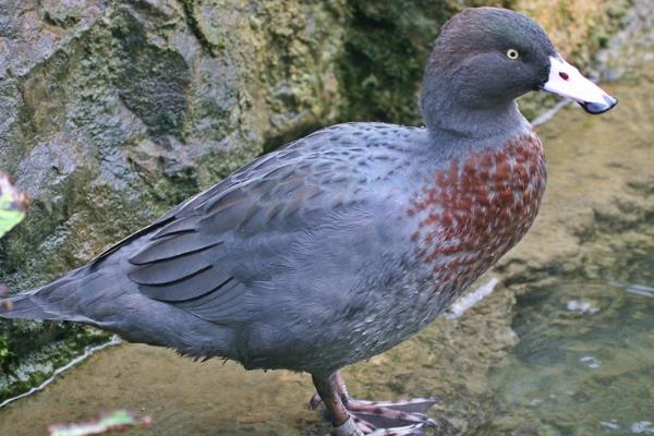 山鸭:产自新西兰的水鸭(羽毛为灰蓝色/叫声像吹口哨)