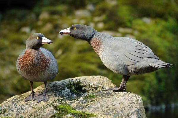 山鸭:产自新西兰的水鸭(羽毛为灰蓝色/叫声像吹口哨)