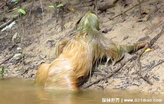 水鬼拉人的真实事件，广东一男孩游泳被水鬼抓伤(本来是马来熊)