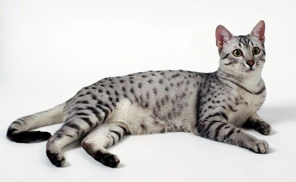 世界上最古老的猫，埃及猫被誉为“小型豹”