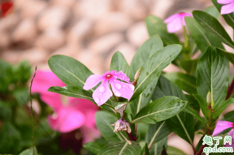 长春花可以在家中种植吗 长春花播种发芽后能晒太阳吗2