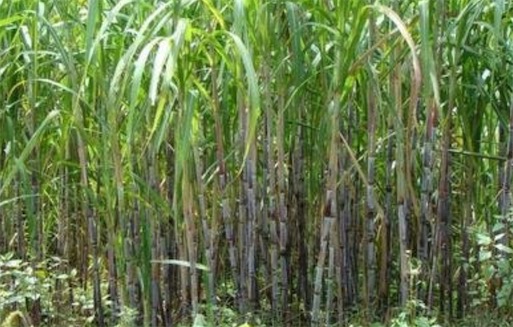寿命最长的甘蔗 “百年蔗”在公元1727年栽种