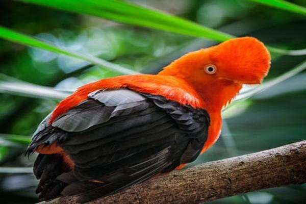 世界十大最奇特的鸟 罕见的鸟都有什么
