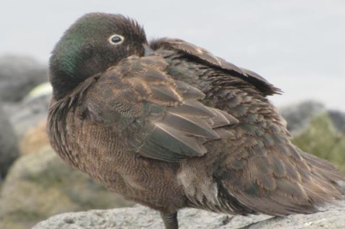 坎岛鸭:新西兰特产的鸭嘴壳呈浅蓝色/雄性外形妖艳