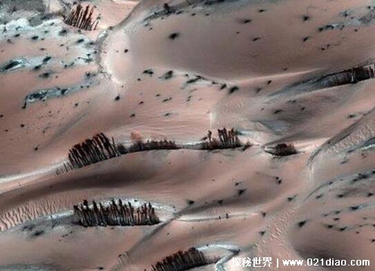 火星上有树吗，美国探测器拍下照片(只是正常的物理现象)