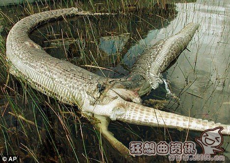 鳄鱼为什么总是被蟒蛇吃？蟒蛇和鳄鱼大战图片