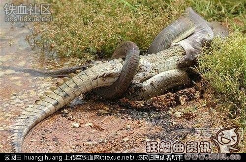 鳄鱼为什么总是被蟒蛇吃？蟒蛇和鳄鱼大战图片