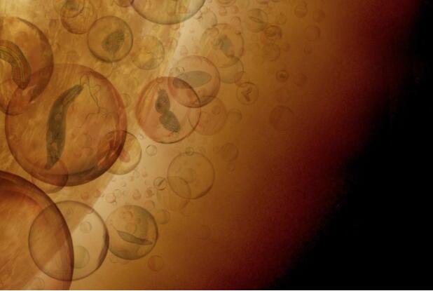 外星生命？中和酸的生命形式可以在金星的云层中制造可居住的空间.jpg