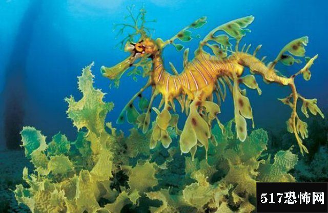 惊呆！盘点十种超怪异的海洋生物，怎么会这么神奇