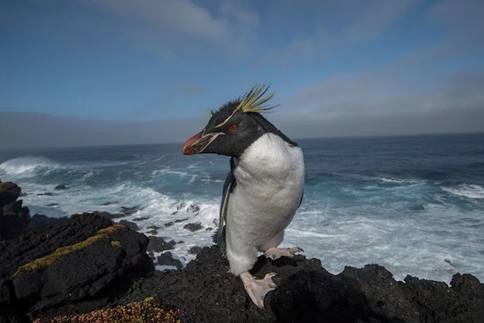 一只南跳岩企鹅（southern rockhopper penguin）站在南非马里恩岛的一处悬崖上。</p><p> PHOTOGRAPH BY THOMAS P. PESC