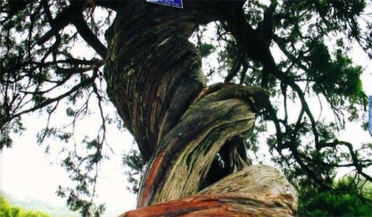 最古老的柏树 中国存有5000年的古柏