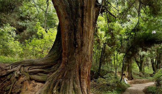 最古老的柏树 中国存有5000年的古柏