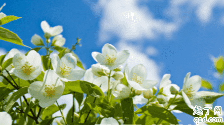 刚买的茉莉花如何种植 茉莉花修剪要注意什么 1