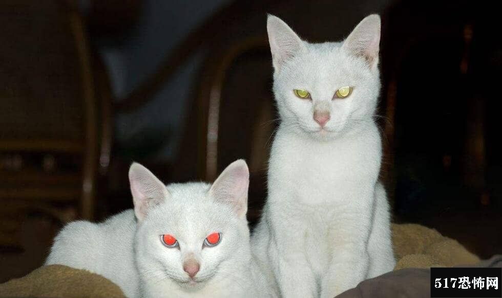 猫是招鬼还是辟邪的，白猫招鬼/可以引发尸变