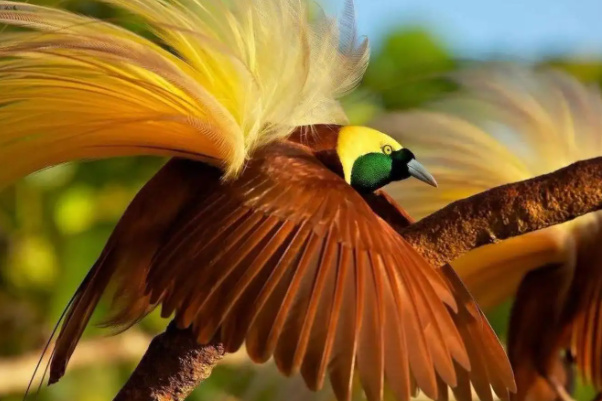 世界十大最美的鸟,全世界最美丽的鸟
