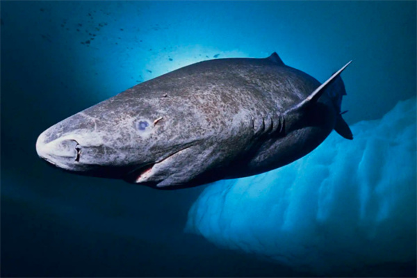 世界十大最长寿的海洋动物,海洋中最长寿的动物有哪些