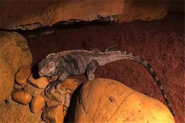 蓝岩鬣蜥：蜥蜴物种中最大物种（尾巴很长）