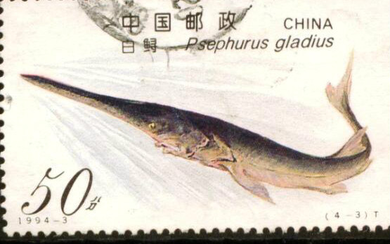 长江白鲟灭绝原因是什么 中国淡水鱼之王为什么会灭绝